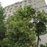 Obor, Colentina, Teiul Doamnei aproape metrou Obor